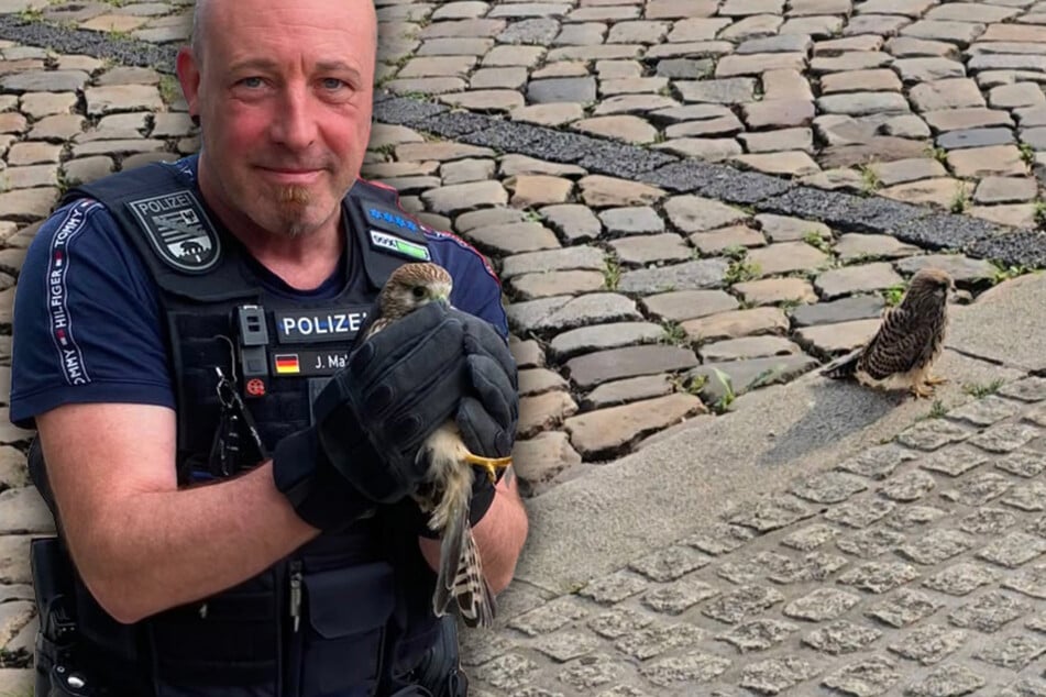 Kleiner Turmfalke tapst durch Magdeburg: Polizei bringt Jungvogel in Sicherheit