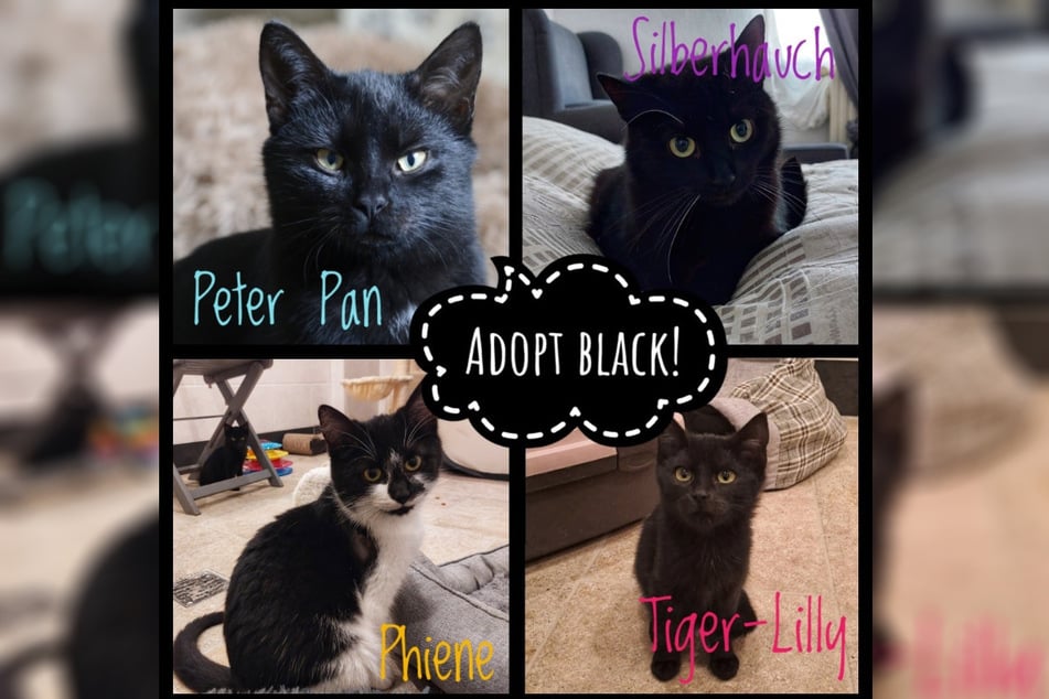 "Adopt Black!", also "Adoptiert schwarz!" Die Tierhilfe Torgau nutzte die Aktion gleich mal, um auf die eigenen schwarzen Schönheiten aufmerksam zu machen, die derzeit noch ein neues Zuhause suchen.