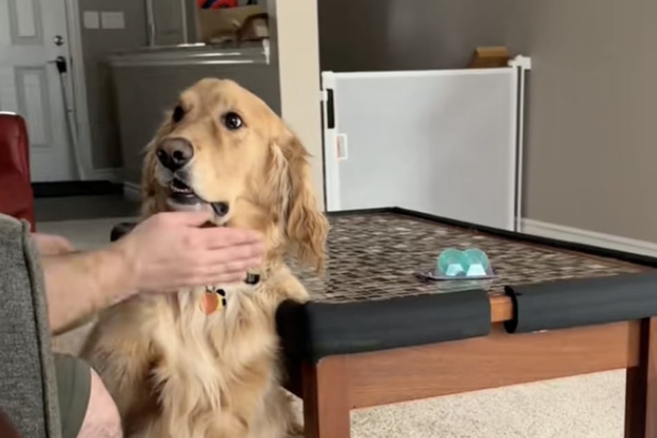 Wird der Golden Retriever schon bald häufiger auf TikTok zu sehen sein?