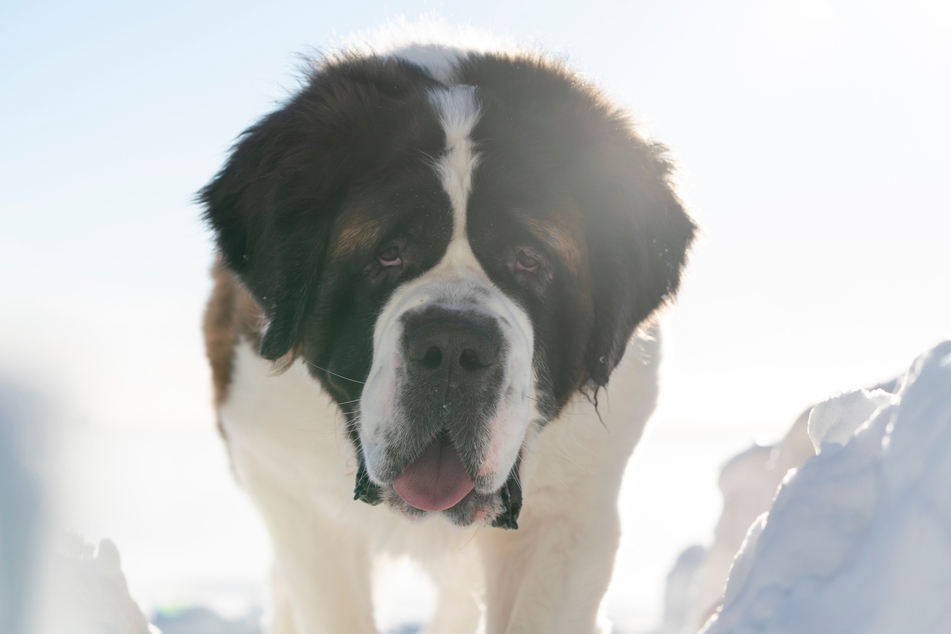 Für große Hunden sollte man ein Bett wählen, das auf ihr Gewicht abgestimmt ist.