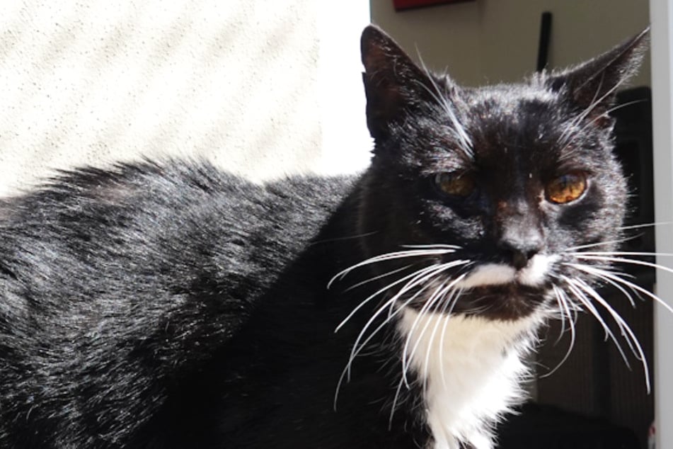 Schicksal spielt Frau und ihrer geliebten Katze übel mit: Gibt es ein Happy End?