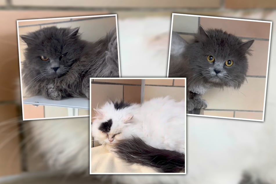 Aufgrund mangelnder Pflege mussten sie unter anderen geschoren werden.