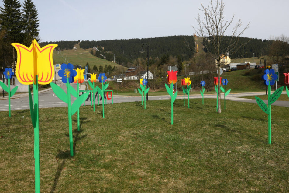 Diese "Blumenwiese" blüht derzeit in Oberwiesenthal.