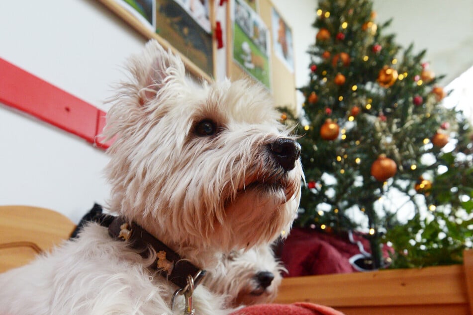 "Niemand soll aus Geldnot auf sein Tier verzichten müssen", finden die Tierschützer.