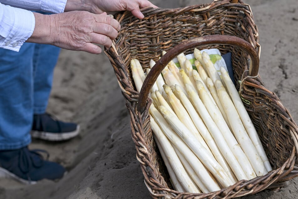 Rechtzeitig zum Osterfest: Endlich wieder Spargel aus Beelitz!