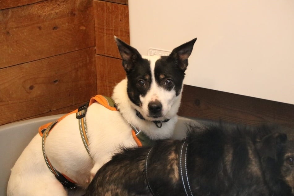 Die Hundedame Gertrude (10) hat fast ihr ganzes Leben in einem polnischen Tierheim verbracht.