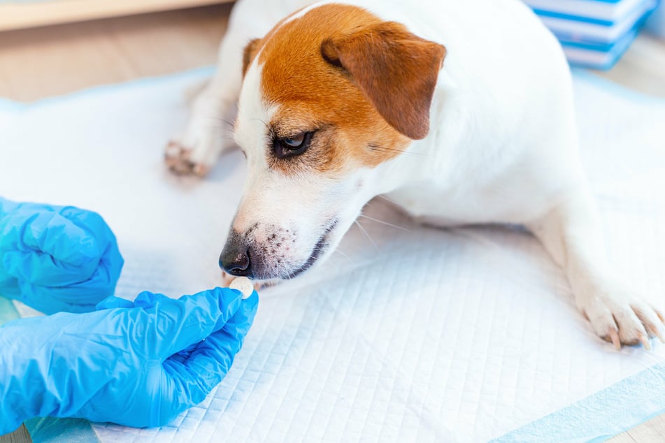 Bei Verdacht eines Wurmbefalls wird der Tierarzt eine Kotprobe mikroskopisch untersuchen. Zur Absicherung kann eine Blutuntersuchung erfolgen.