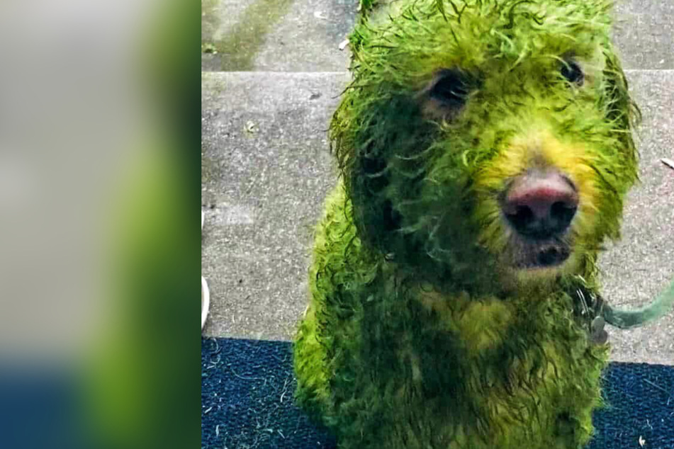 Twitter-Nutzer rasten aus: Warum ist dieser Hund grün?