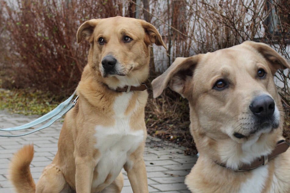 Schäferhund-Labrador-Mix einfach in Wohnung zurückgelassen: Gibt es Hoffnung für "Harald"?