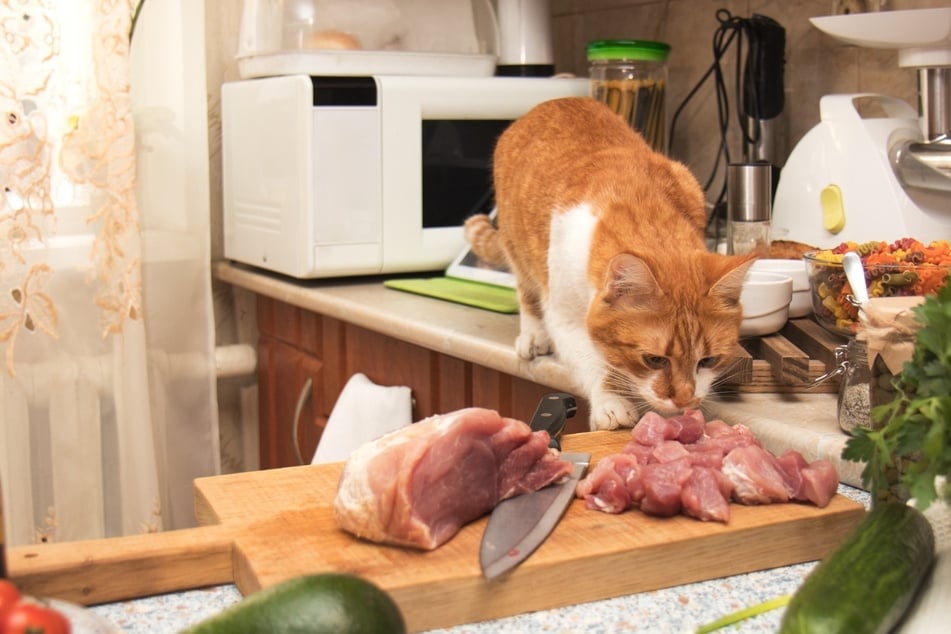 Dürfen Katzen Schweinefleisch fressen? Aus diesem Grund gilt Vorsicht bei diebischen Katzen.