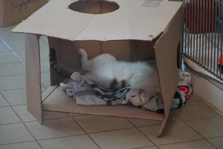 Rund 100 Katzen sowie etwa 50 Hunde werden aktuell vom Hamburger Tierschutzverein vermittelt. Hinzu kommen zahlreiche Nager, Reptilien und Vögel.