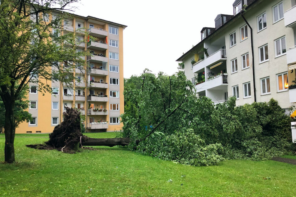 Im Stadtteil Untergiesing sind bei einem Gewitter Bäume entwurzelt worden.