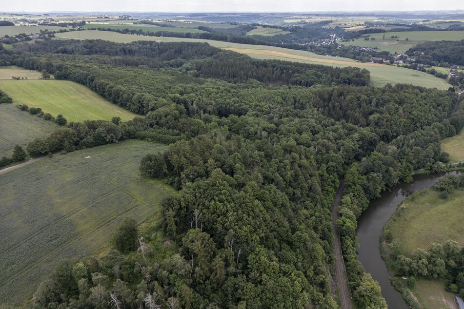 In diesem Waldstück zwischen dem Roßweiner Ortsteil Mahlitzsch und dem Döbelner Ortsteil Hermsdorf wurde am Dienstagnachmittag die Leiche von Valeriia (†9) gefunden.