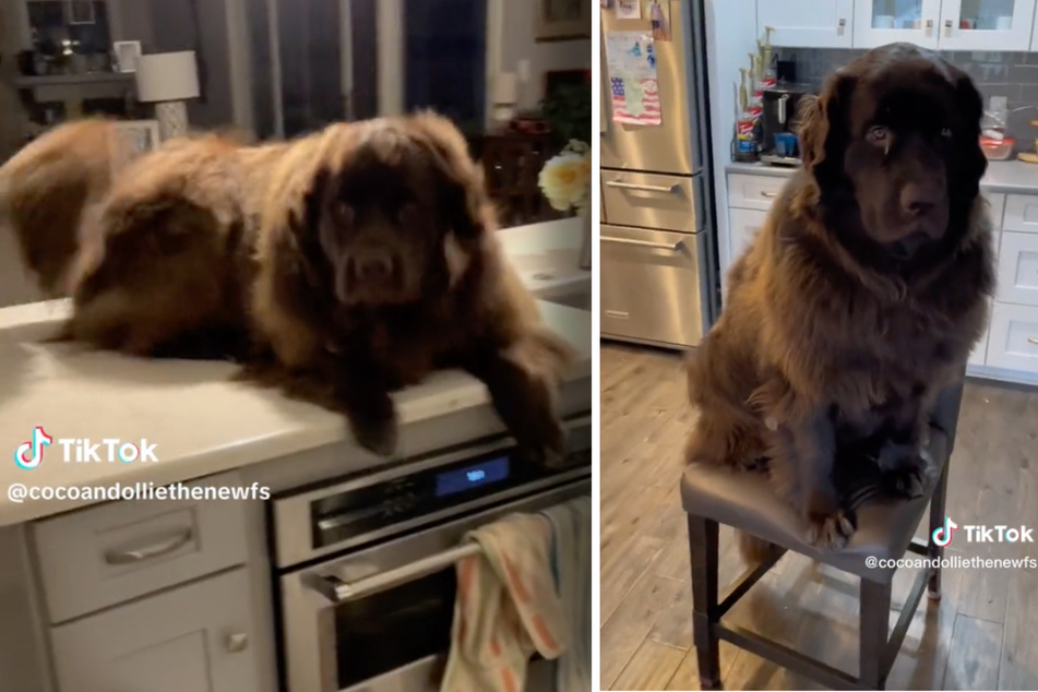 Newfoundland dogs have TikTok buzzing with their adorable morning greeting