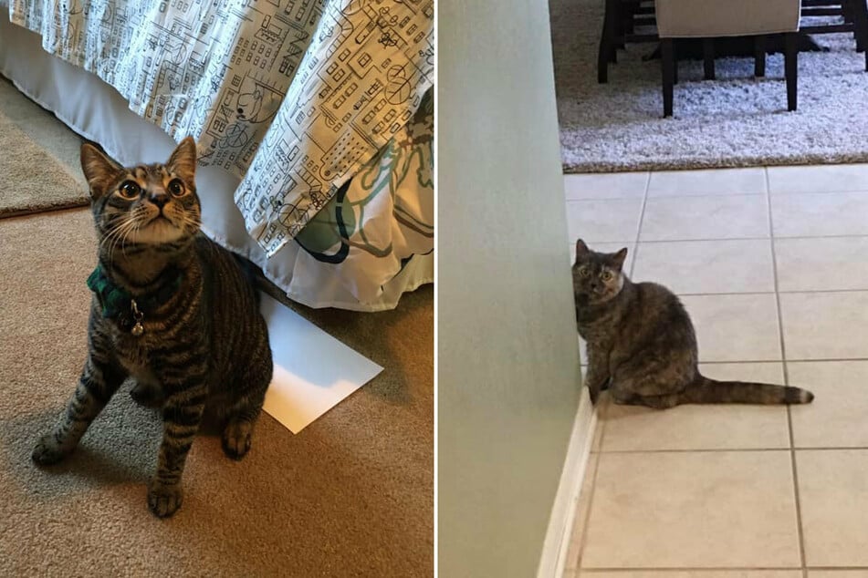 The test participants: Taco (l.) and Maya. Sometimes a white sheet was placed under the cat's bottom so that the imprint would be more visible.