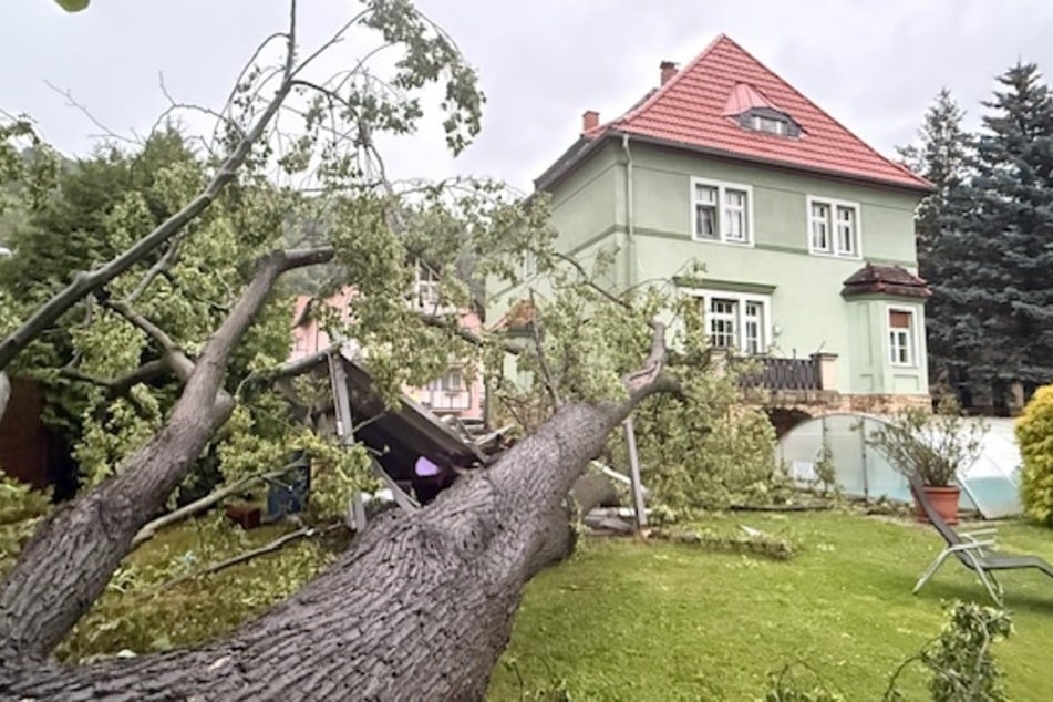 Infolge eines umgestürzten Baumes kamen in Bad Schandau zwei Personen zu Schaden.