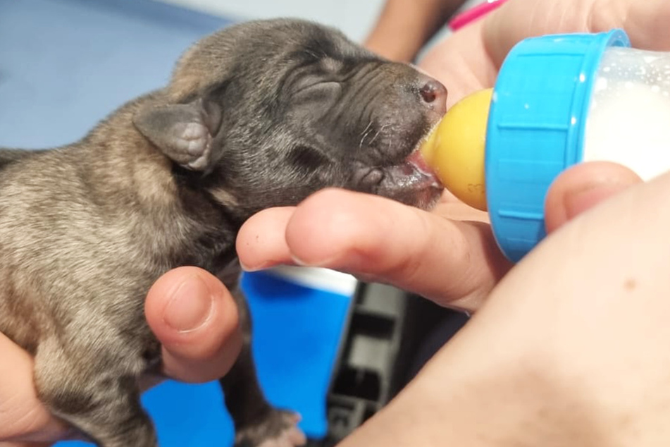 Gerade noch rechtzeitig wurden die Welpen in eine Tierklinik gebracht, wo Tierfachangestellte sich ihrer annahmen.