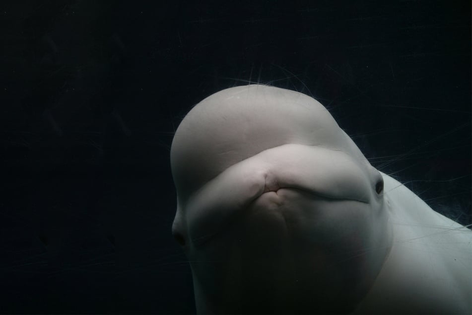 Beluga whale thought to be Russian spy cleared of charges as true story emerges