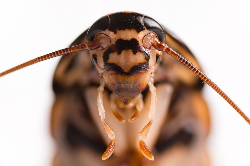 The Name a Roach program lets you name a bug after your love (stock image).