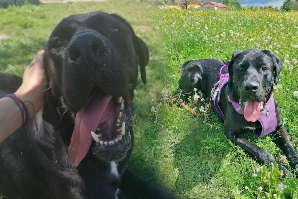Doggen-Mix Don hofft auf Happy End: Wer ist dem 60-Kilo-Hund gewachsen?