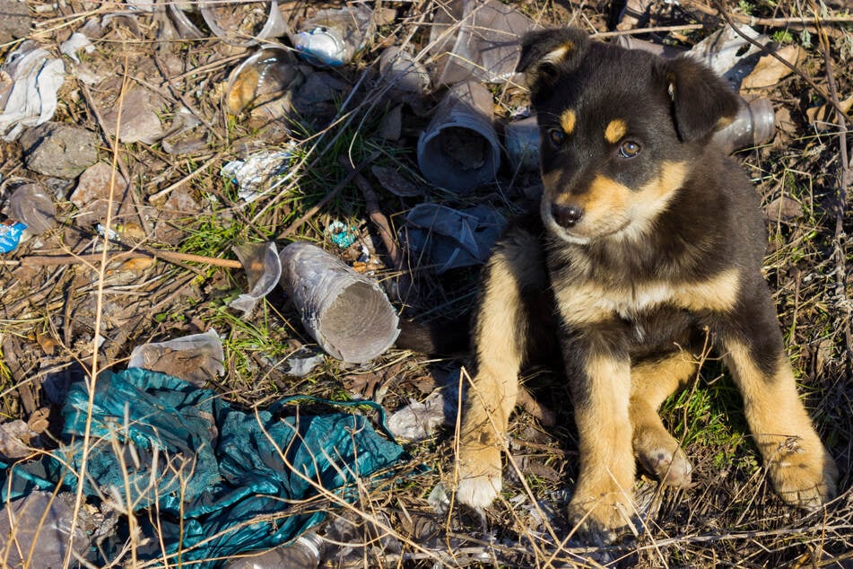 Schockierende Tierquälerei: Besitzerin entsorgt ihre Hundewelpen im Müll!