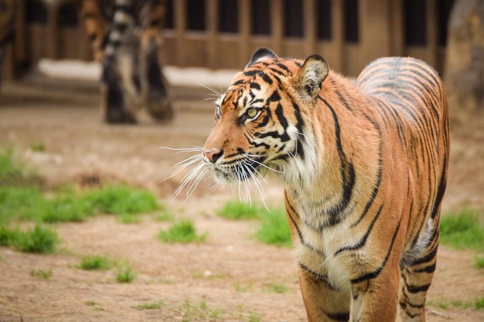 Tragödie in englischem Zoo: Mann wird von Tiger totgebissen