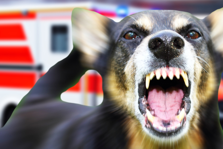 Hund beschützt Herrchen sogar vor Sanitätern: So wurde das Tier beruhigt