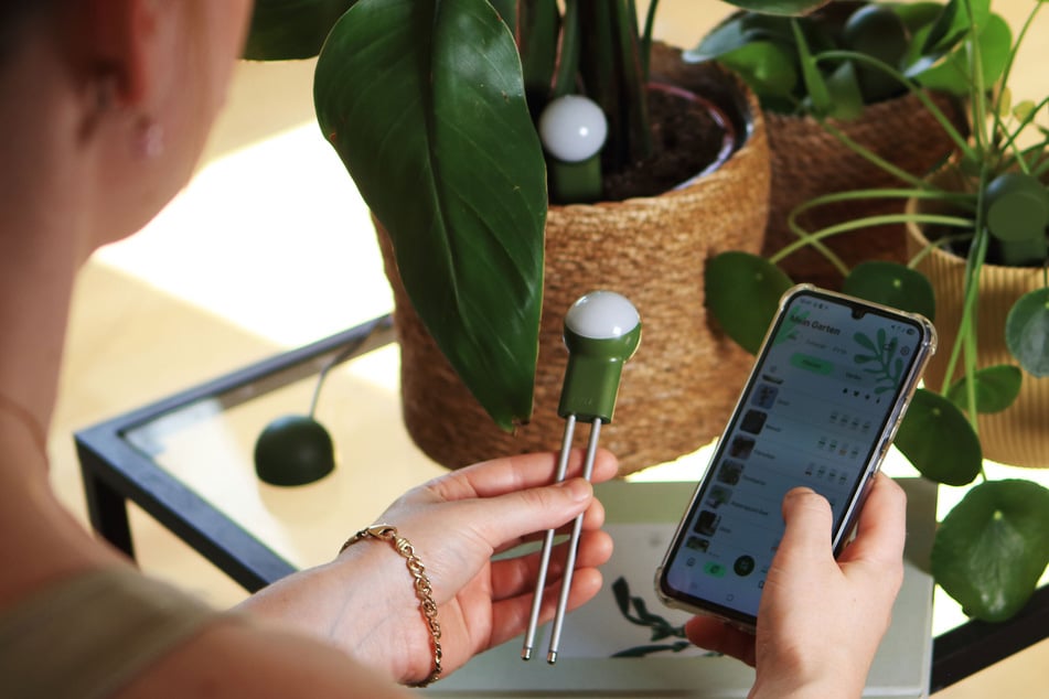 Dank FYTA hat jetzt jeder einen Grünen Daumen: Der Sensor wird einfach in den Blumentopf gesteckt.