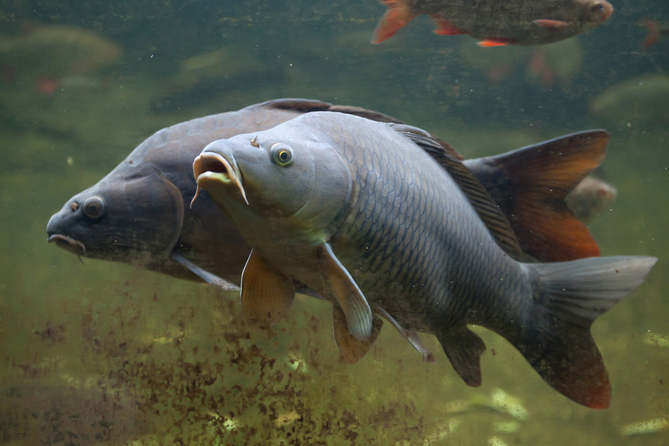 Rund 300 Kilo Fisch wurden entsorgt. (Symbolbild)
