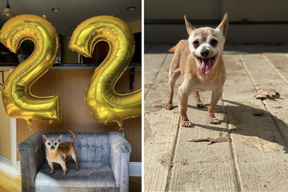 Bobo got his very own 22nd birthday party! (collage)