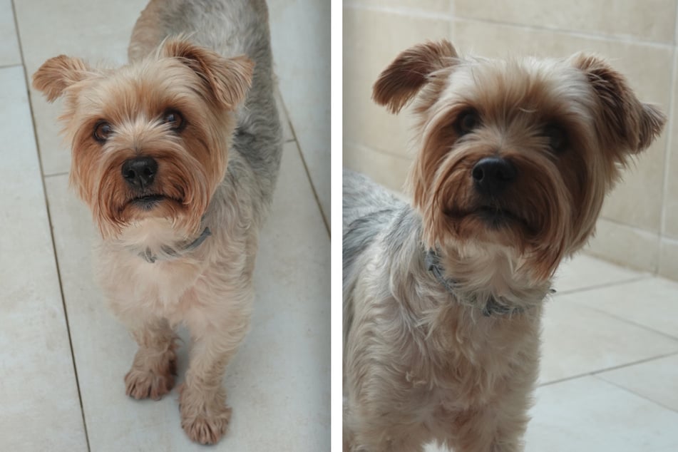 Wer will die zuckersüße Yorkshire-Terrier-Dame bei sich aufnehmen?