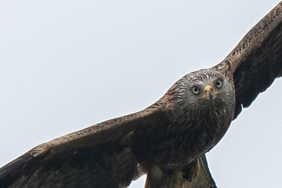 Ein Experte in Viersen soll jetzt klären, um was für einen Greifvogel es sich handelt. (Symbolbild)