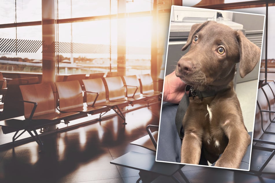 Eiskalt zurückgelassen: Mann setzt Welpen am Flughafen aus und erfindet dreiste Ausrede