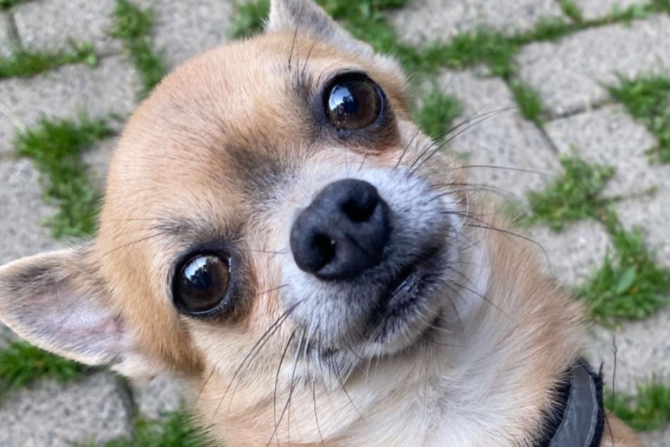 Hund "Chico" sucht ein neues Zuhause bei erfahrenen Chihuahua-Freunden.