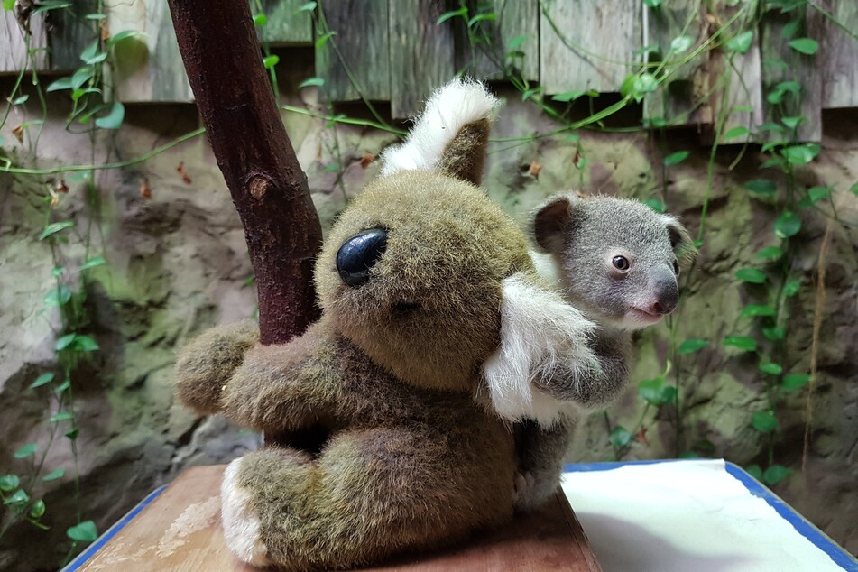 Im Duisburger Zoo ist ein Baby-Koala geboren worden. Beim Wiegen auf einer Waage darf es sich an einem Stofftier festhalten, das ihm Sicherheit gibt.