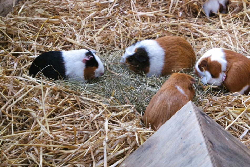 Für ein warmes Zuhause: So machst Du den Meerschweinchenstall winterfest