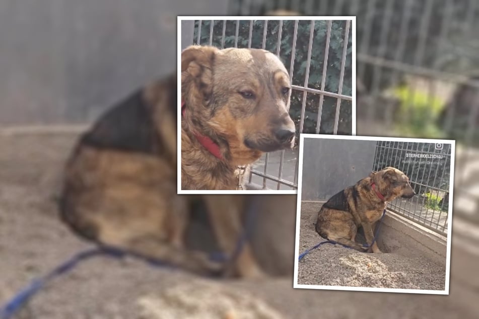 Su mirada dice mucho: después de un decomiso, a Manni le gustaría empezar de nuevo