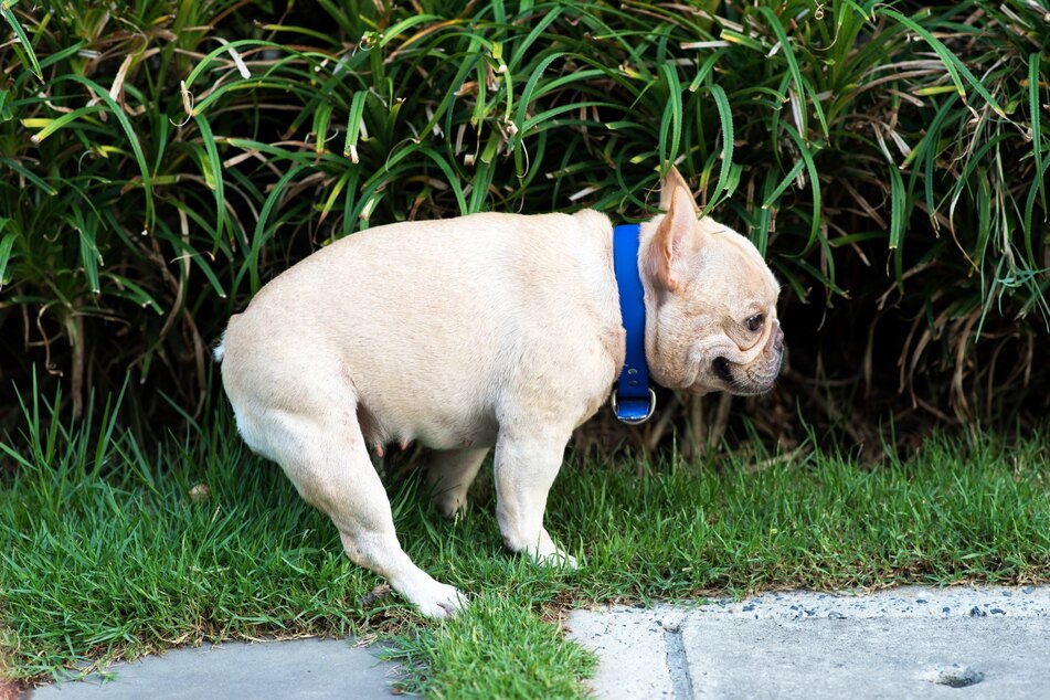 Wer immer wieder Hundehaufen und Urinflecken im Garten verteilt findet, mag vielleicht über ein extra angelegtes Hundeklo nachdenken.