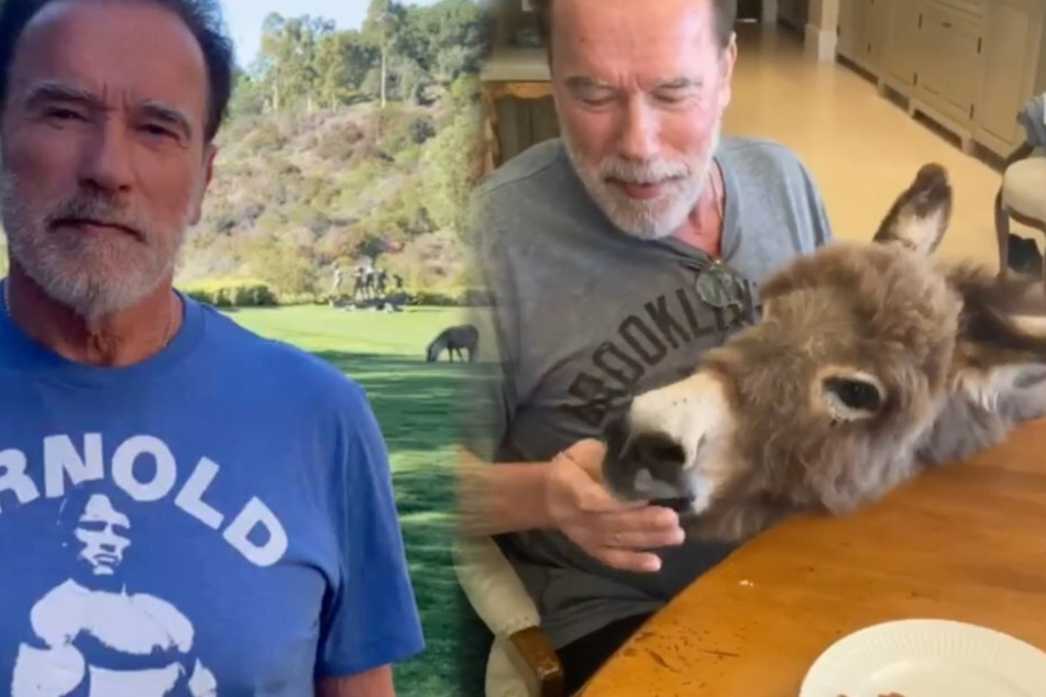 Schwarzenegger lebt in Los Angeles mitsamt Frau, Kindern und jeder Menge Tieren.