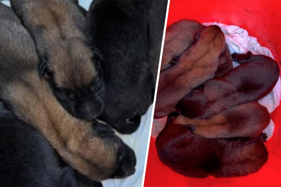 Mann entdeckt Eimer im Park: Darin kämpfen mehrere Welpen um ihr Leben