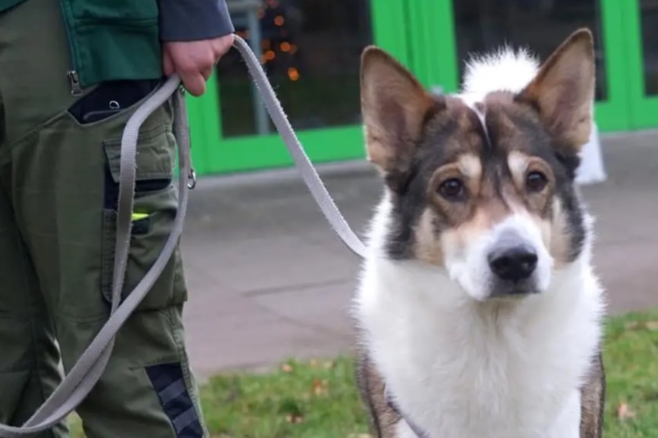 Lemmy landete zu Weihnachten im Tierheim: Wer gibt dem Hund eine Chance?