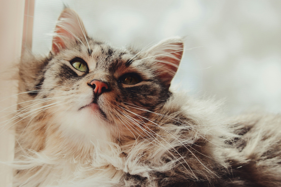 Maine coons are already cute, but striped? Our hearts are dying!