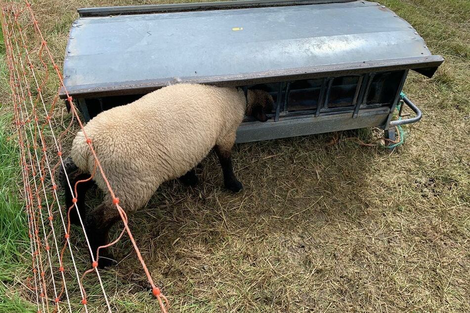 Das Schaf konnte sich ohne Hilfe nicht befreien.