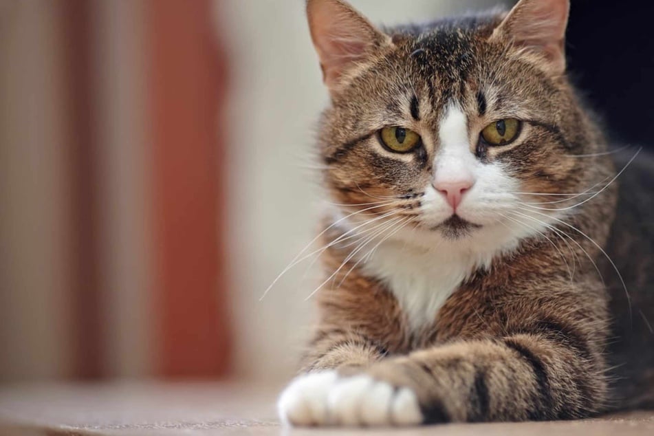 Bullying between cats: How can you get cats to stop aggressive dominance behavior?