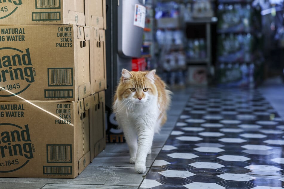A cat named Simba walks through a bodega corner store in New York City on December 11, 2025.