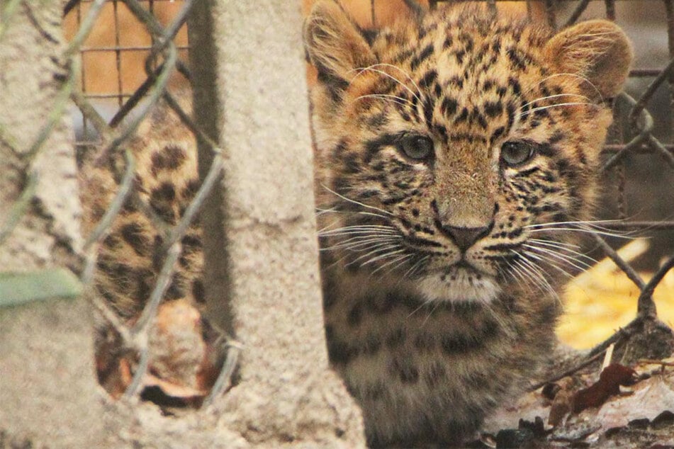 Hamburg: Deshalb dürfen die süßen Leoparden-Babys nicht für immer im Tierpark Hagenbeck bleiben