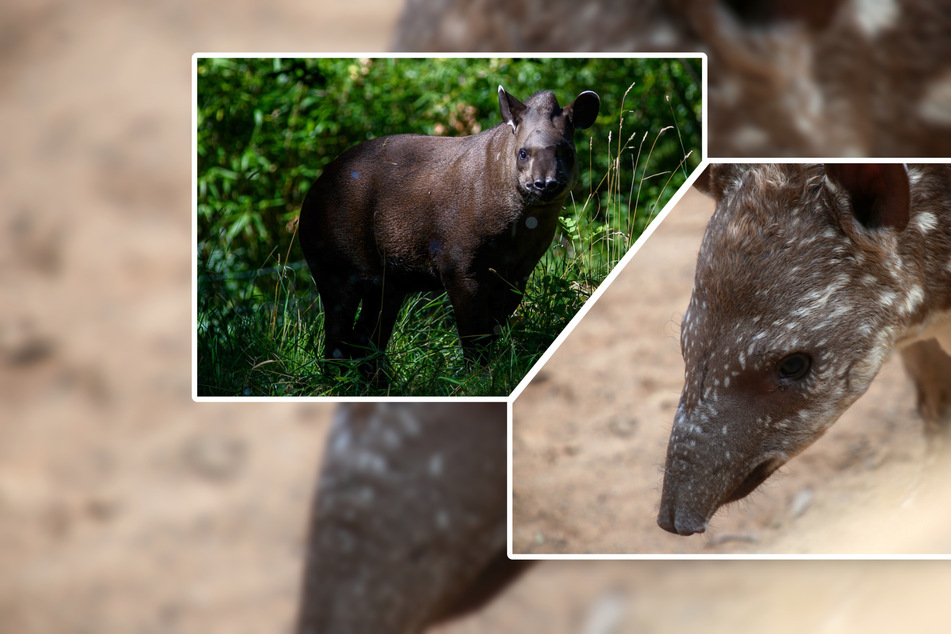 Weil sie keine Partner finden: Tapire in Südamerika vom Aussterben bedroht