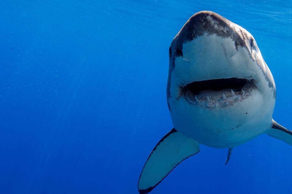 Frau stirbt bei seltener Hai-Attacke in beliebtem Badeort