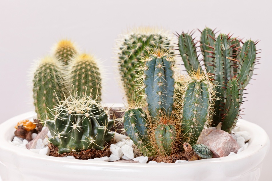 Es gibt viele mögliche Gründe, warum ein Kaktus nicht blüht.