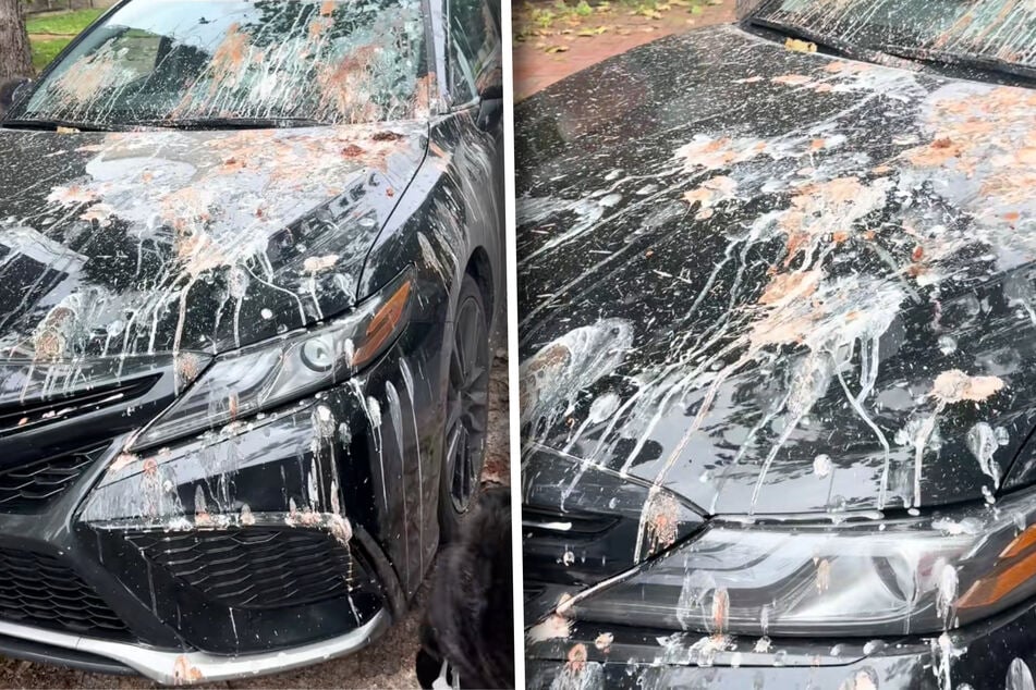 Laut Ursula Maillet (31) sehen die Autos nach nur einer Nacht unter dem "Reiher-Baum" bereits so aus.